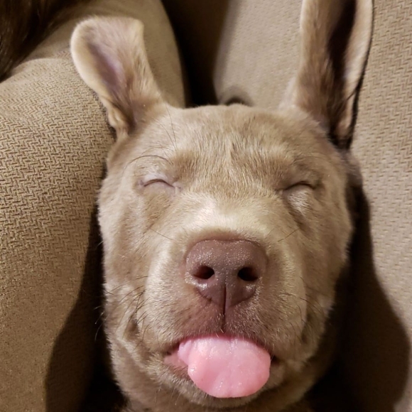 rrteechur